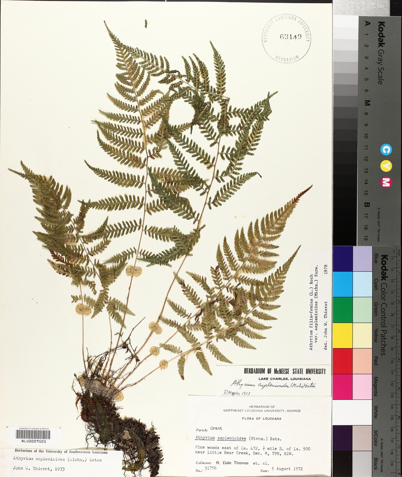Athyrium asplenoides image