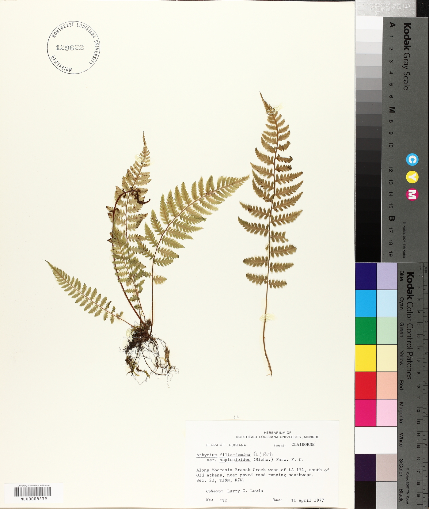Athyrium filix-femina var. asplenioides image