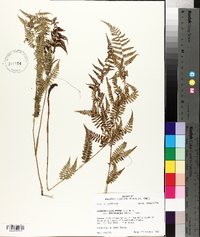 Athyrium filix-femina var. asplenioides image