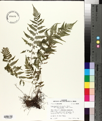 Athyrium filix-femina subsp. asplenioides image