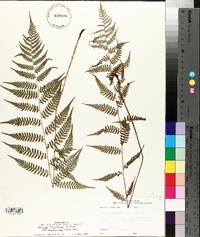 Athyrium filix-femina var. asplenioides image