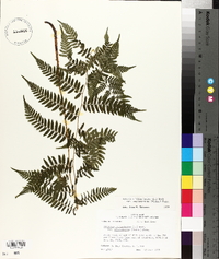 Athyrium filix-femina var. asplenioides image