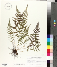Athyrium filix-femina var. asplenioides image