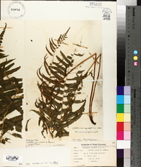 Athyrium pycnocarpon image