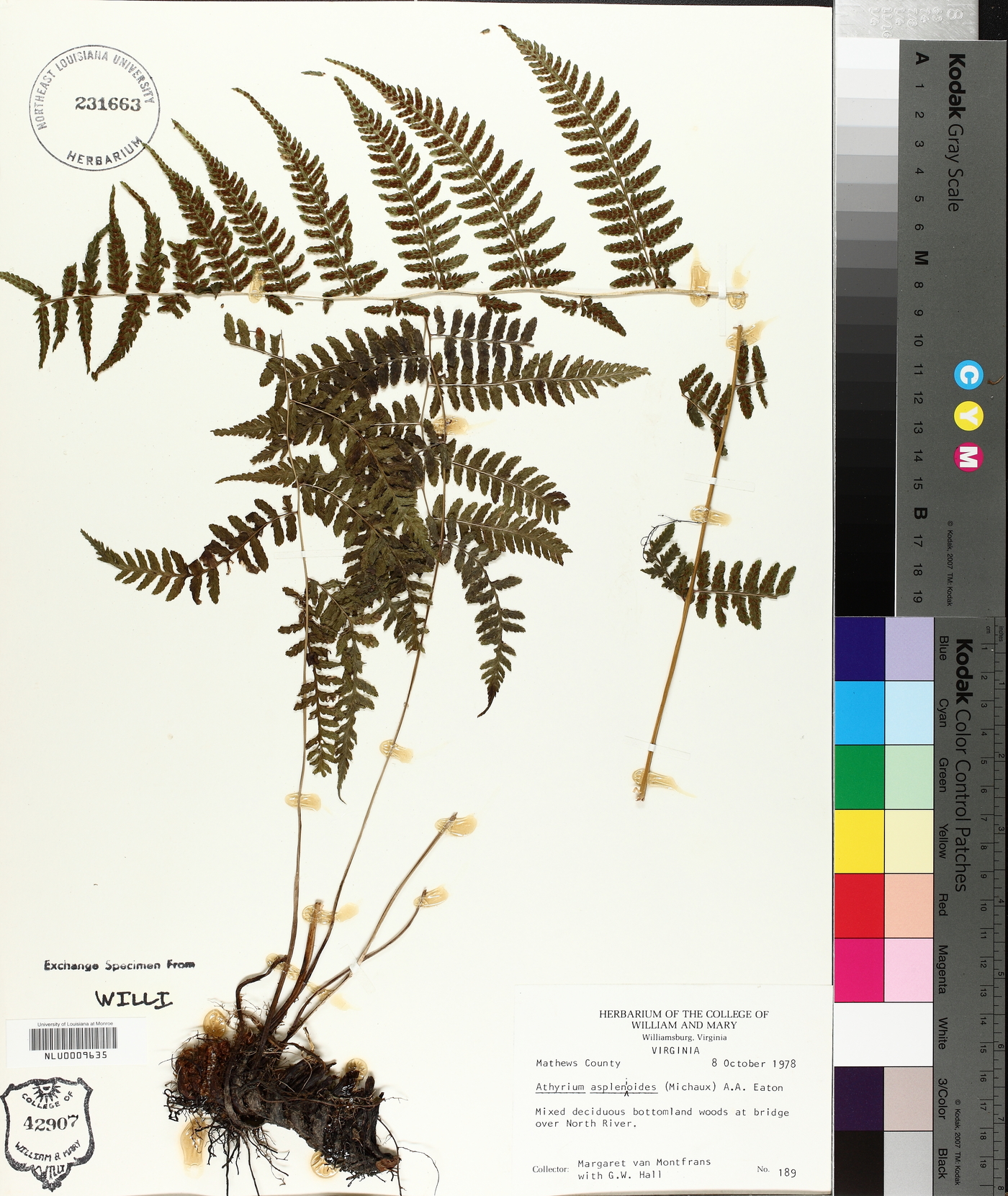Athyrium asplenoides image