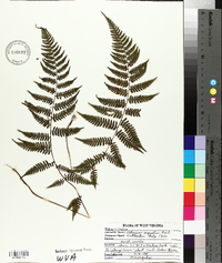 Athyrium filix-femina subsp. angustum image