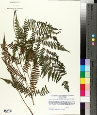 Athyrium filix-femina subsp. asplenioides image