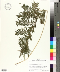 Athyrium filix-femina subsp. asplenioides image