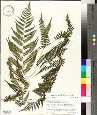 Athyrium filix-femina var. asplenioides image