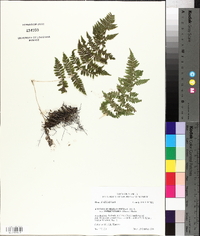 Athyrium filix-femina subsp. asplenioides image