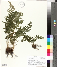 Athyrium filix-femina subsp. asplenioides image