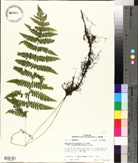 Athyrium filix-femina var. asplenioides image