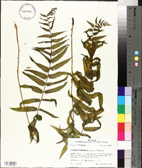 Athyrium pycnocarpon image