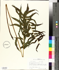 Athyrium pycnocarpon image