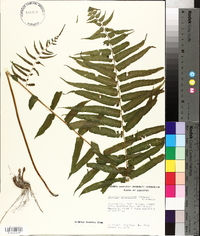 Athyrium pycnocarpon image