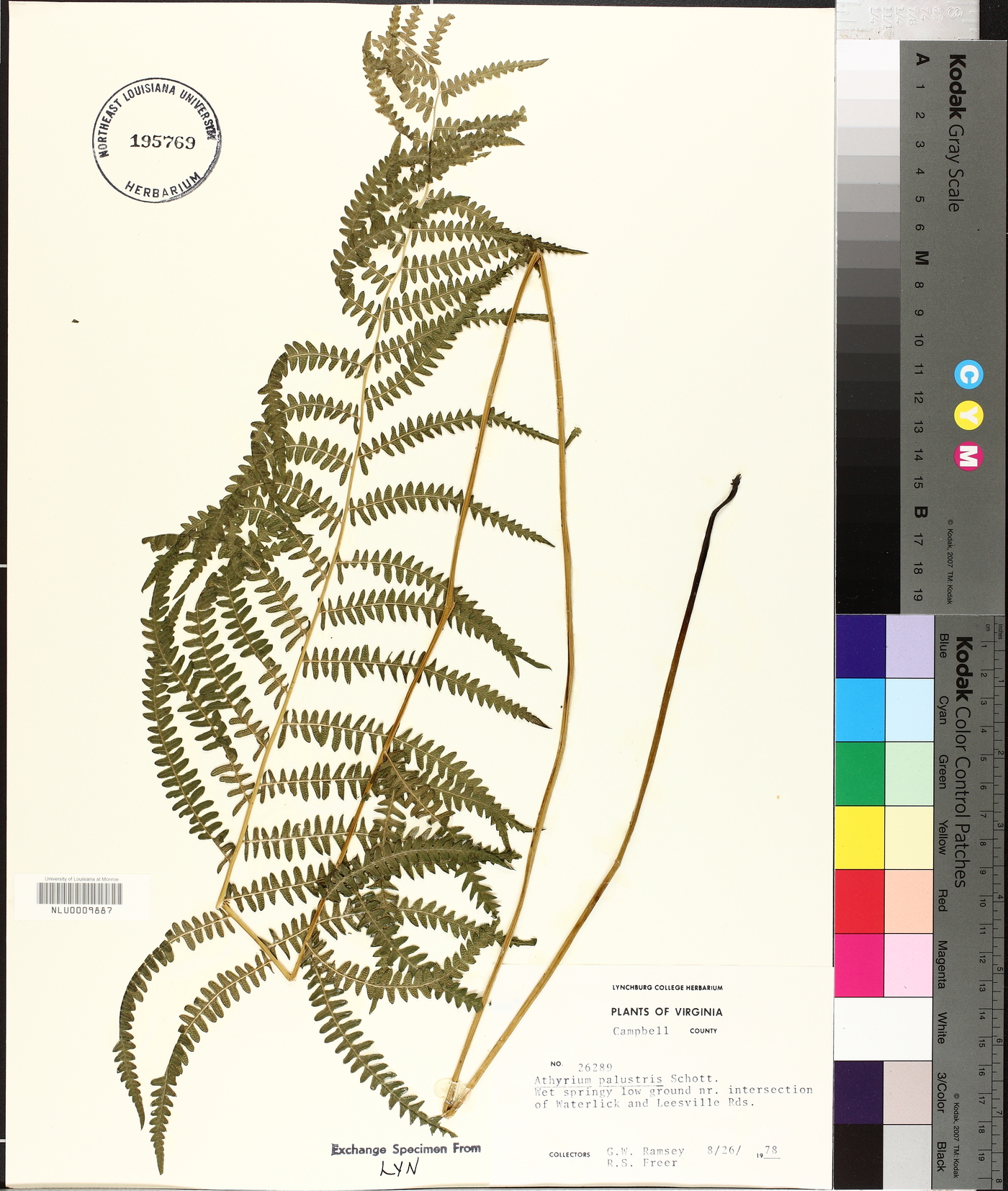 Athyrium palustre image