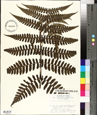 Cornopteris decurrenti-alata image