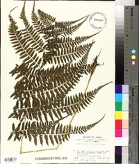 Athyrium vidalii image