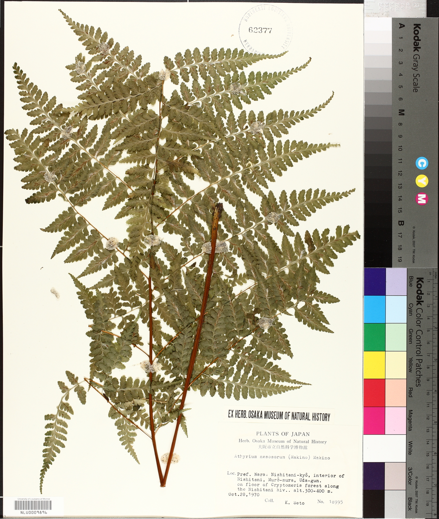 Athyrium mesosorum image