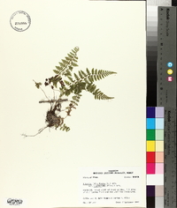 Athyrium filix-femina var. asplenioides image