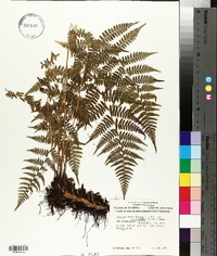 Athyrium filix-femina subsp. asplenioides image