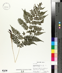 Athyrium filix-femina var. asplenioides image