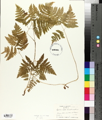 Gymnocarpium dryopteris image