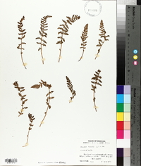 Woodsia ilvensis image