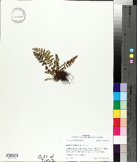 Woodsia ilvensis image