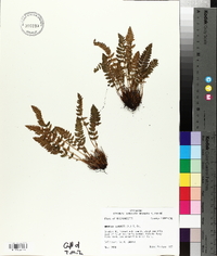 Woodsia ilvensis image