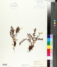 Woodsia ilvensis image