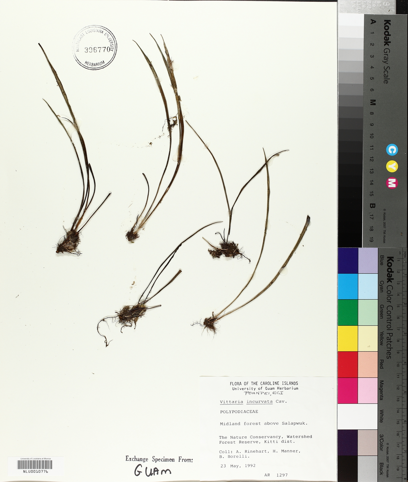 Vittaria incurvata image