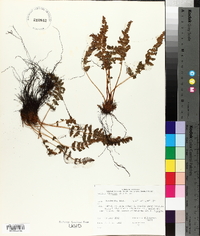 Woodsia ilvensis image