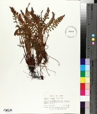 Woodsia ilvensis image