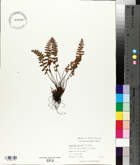 Woodsia ilvensis image