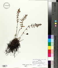 Woodsia scopulina image