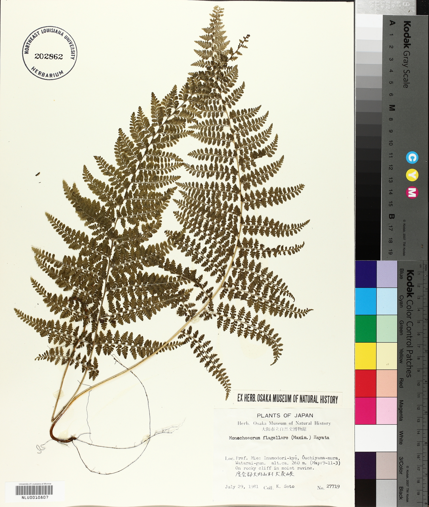 Monachosorum flagellare image
