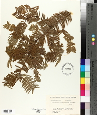 Cephalotaxus harringtonia image