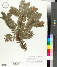 Cephalotaxus harringtonia image