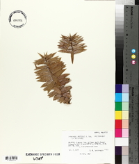Araucaria hunsteinii image
