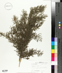 Cupressus arizonica image