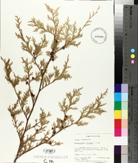 Chamaecyparis thyoides image