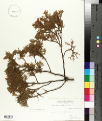 Chamaecyparis thyoides image