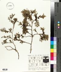 Chamaecyparis thyoides image