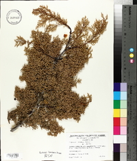 Cupressus nevadensis image