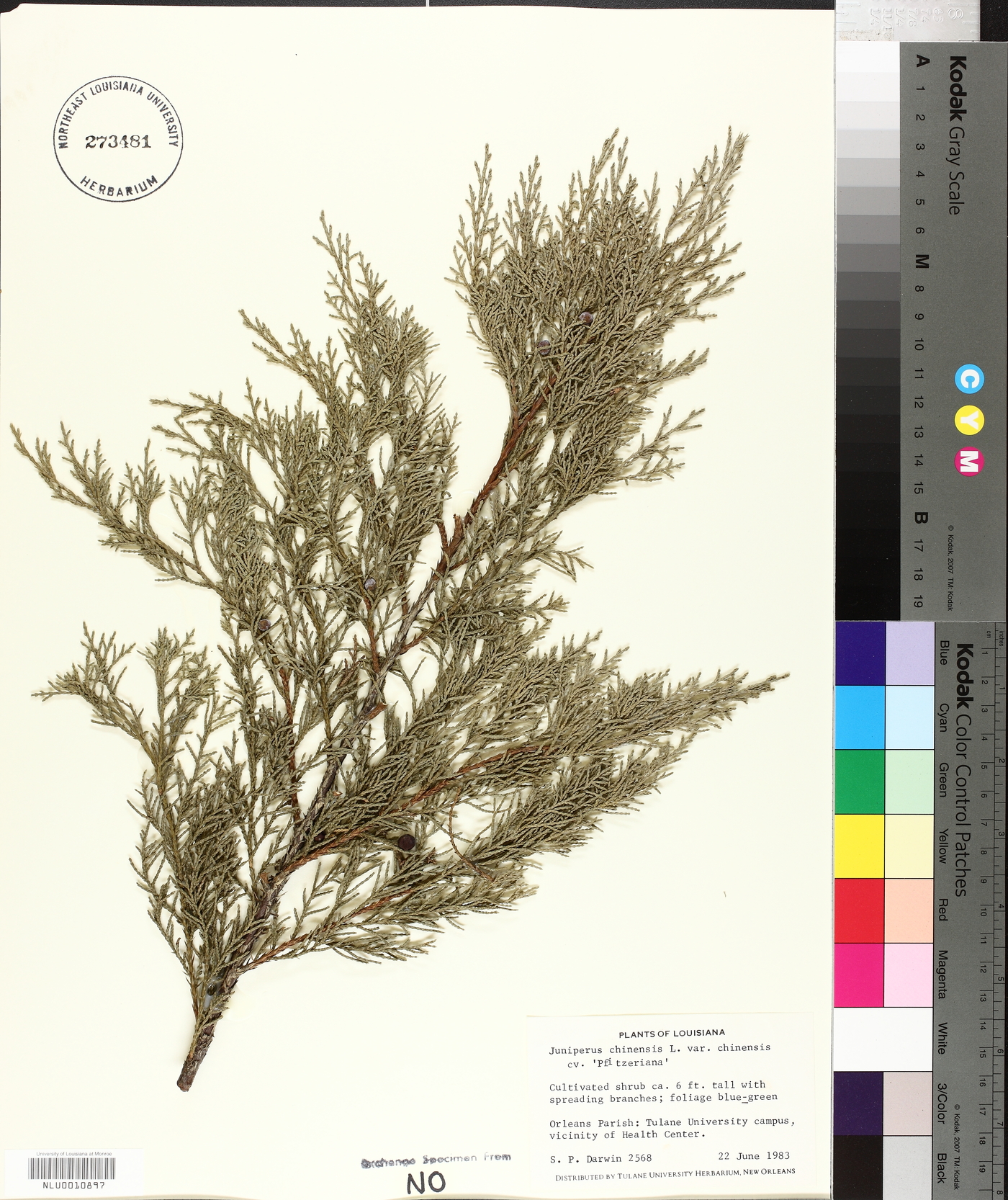 Juniperus chinensis var. chinensis image