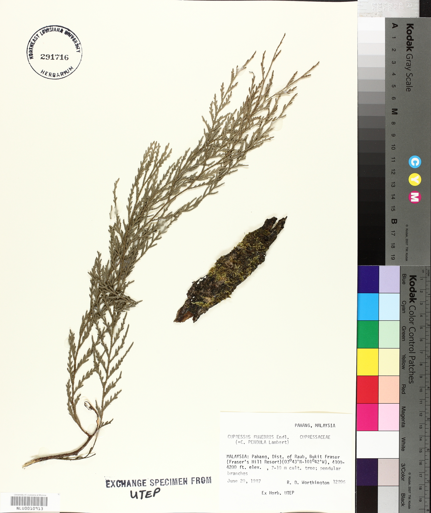 Cupressus funebris image