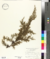 Cupressus lindleyi image