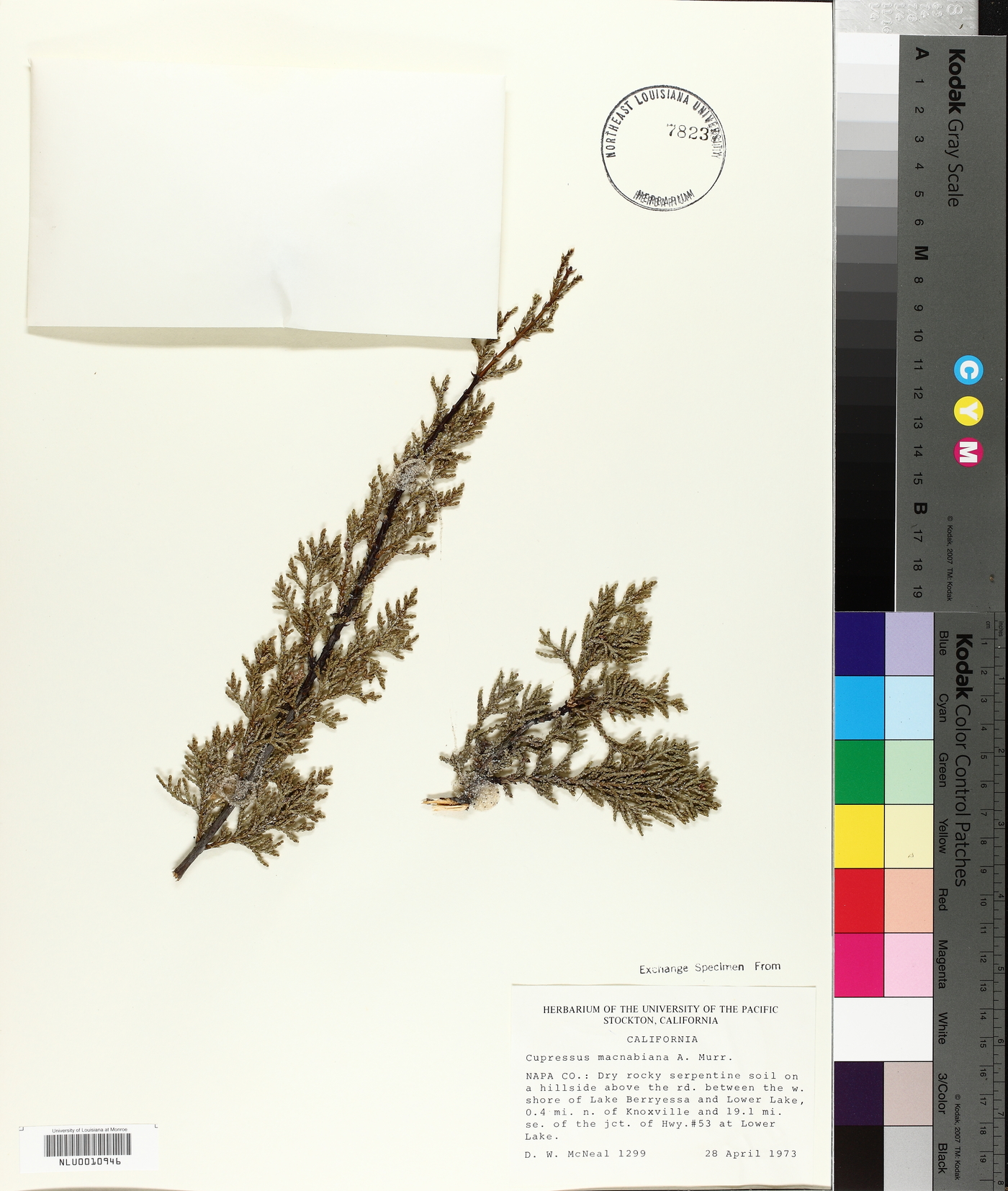 Cupressus macmabiana image