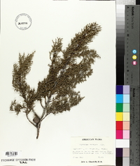Cupressus guadalupensis var. forbesii image